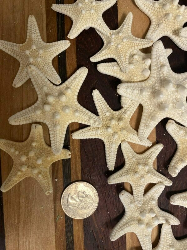 Starfish accessory size Chris Cline Design