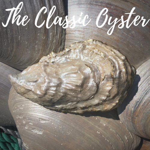 THE Classic Oyster back Chris Cline Design