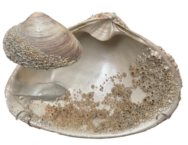 Shell with Barnacles ChrisClineDesign