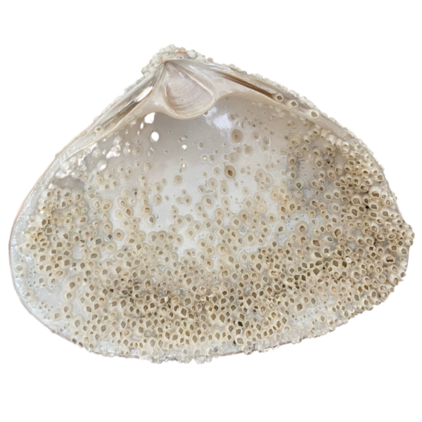 One of a kind Venus Clam Sea Shell with tiny Barnacles in pearl