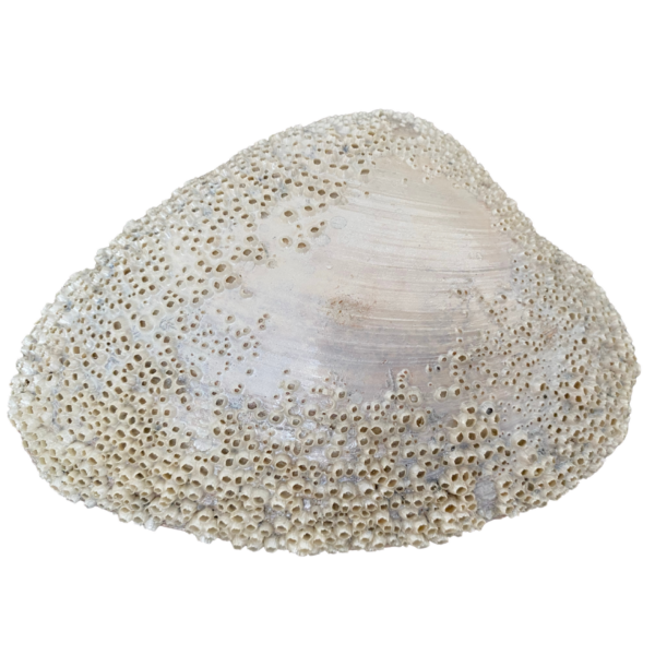One of a kind Venus Clam Sea Shell with tiny Barnacles in pearl