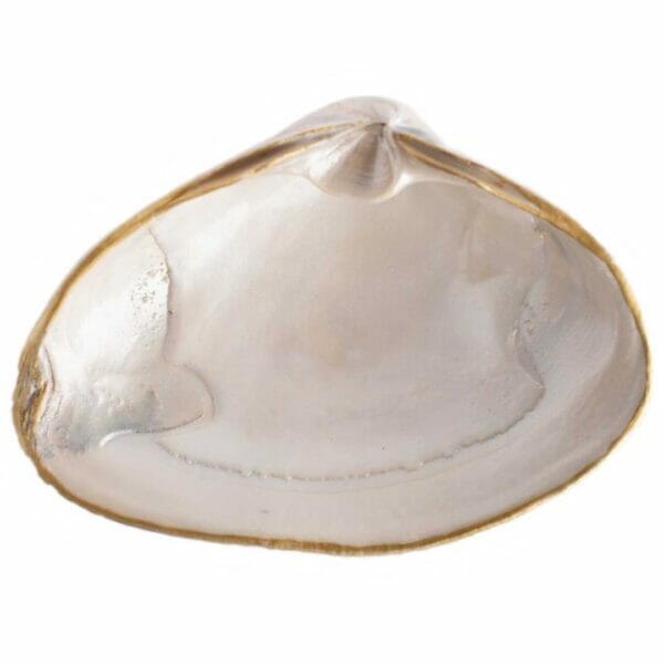 ChrisClineDesign Pearl Painted shell with gold edging